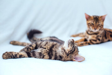 Little charcoal bengal kitty laying on the white background.