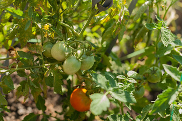 red tomato on a Bush,unripe tomato on a green Bush