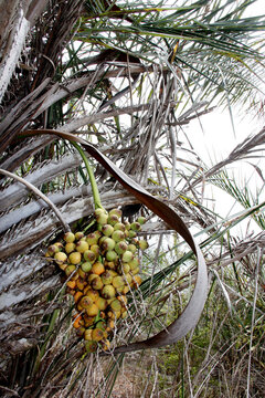 salvador, bahia / brazil - march 3, 2013: licuri cluster is seen in the city of Salvador.