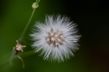Beautiful dandelion flower 