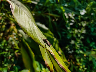 Alydidae, commonly known as broad-headed bugs, is a family of true bugs very similar to the closely related Coreidae.