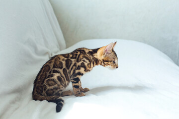 Bengal cat laying on the white background.