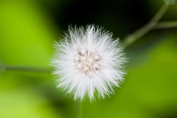Beautiful dandelion flower 