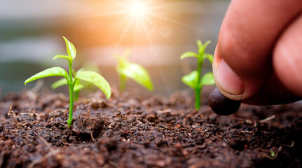 Hand of man planting a seed in soil agriculture. plants growing nature and reducing global warming concept