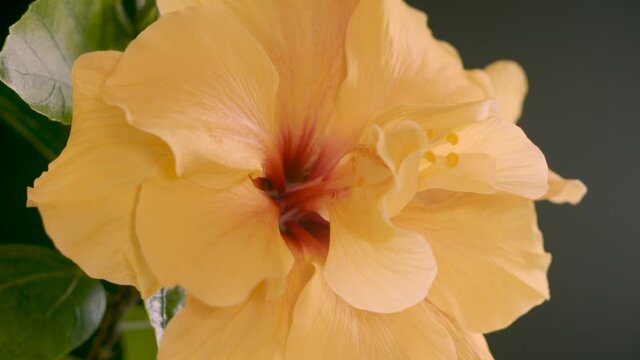 Large yellow hibiscus rosa chinensis blossom rotating on turntable