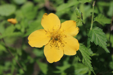 A bright yellow beautiful Kerria japonica also called as Japanese globeflower at kyoto, Japan