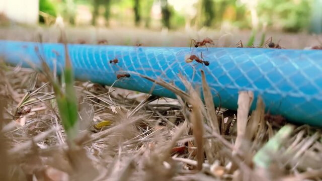 Ants find their way through a garden hose fallen on the ground. They avoid the irregular terrain around and make a faster journey between the anthill and the food source.