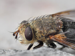 Macro photography of a fly