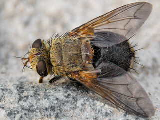 Macro photography of a fly