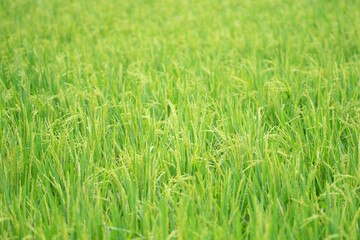 green grass background