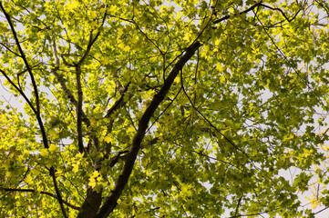 Green branch of the Maple tree touched with sun light