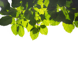 green leaves on white