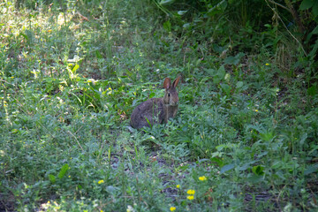 Wildlife - Kade Davies