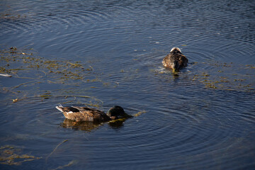 Wildlife - Kade Davies