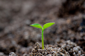young plant in soil