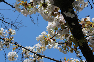 Beautiful Japanese White Cherry blossoms at Kyoto, Japan