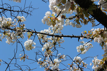 Beautiful Japanese White Cherry blossoms at Kyoto, Japan
