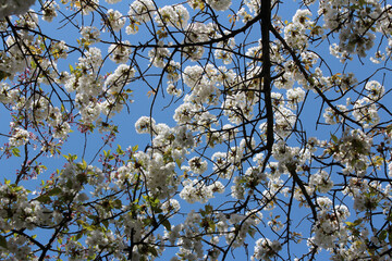 Beautiful Japanese White Cherry blossoms at Kyoto, Japan