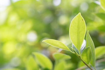 Abstracts background, Nature green tree blur background