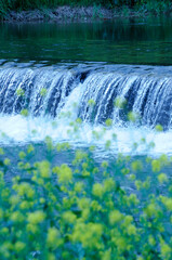 菜の花と滝