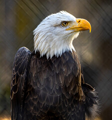 Eagle, bald, bird,  majestic, animal, 