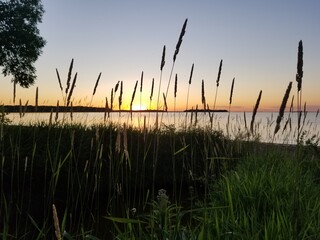 reeds in the sunset