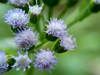 Macro shot Bandotan (Ageratum conyzoides) is a type of agricultural weed belonging to the...