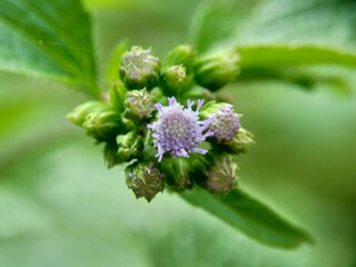 Macro shot Bandotan (Ageratum conyzoides) is a type of agricultural weed belonging to the...