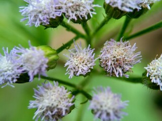 Macro shot Bandotan (Ageratum conyzoides) is a type of agricultural weed belonging to the Asteraceae tribe. Used to against dysentery and diarrhea, insecticide and nematicide.
