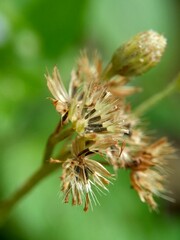 Macro shot Bandotan (Ageratum conyzoides) is a type of agricultural weed belonging to the Asteraceae tribe. Used to against dysentery and diarrhea, insecticide and nematicide.