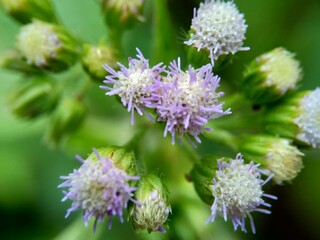 Macro shot Bandotan (Ageratum conyzoides) is a type of agricultural weed belonging to the Asteraceae tribe. Used to against dysentery and diarrhea, insecticide and nematicide.
