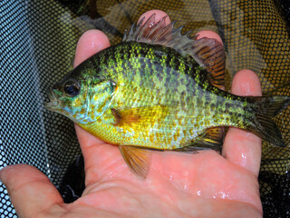 Sunfish held by a hand in a net