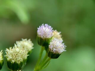 Macro shot Bandotan (Ageratum conyzoides) is a type of agricultural weed belonging to the Asteraceae tribe. Used to against dysentery and diarrhea, insecticide and nematicide.