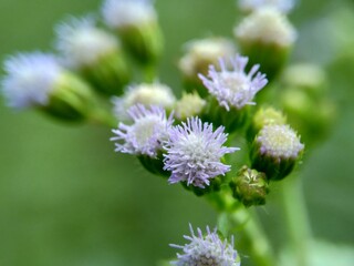 Macro shot Bandotan (Ageratum conyzoides) is a type of agricultural weed belonging to the Asteraceae tribe. Used to against dysentery and diarrhea, insecticide and nematicide.