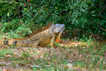 Brown and orange iguana on grass