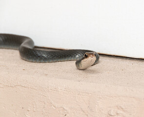 Closeup of southern black racer snake on doorstep