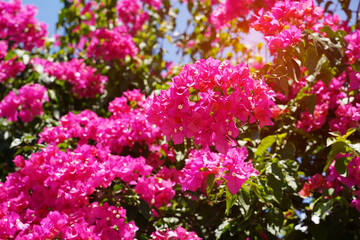 purple bougainvillea flowers in garden