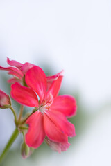 Obraz na płótnie Canvas pink geranium flower on a light background with a small depth of field