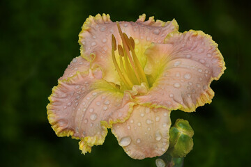 Closeup of raindrops clinging to lovely pink daylily blossom with ruffled yellow edges...