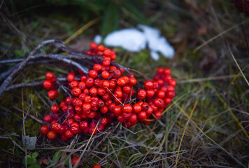 Rowan berry branch is  lying on the ground.