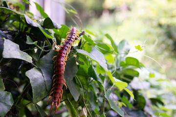 The centipede is a poisonous animal