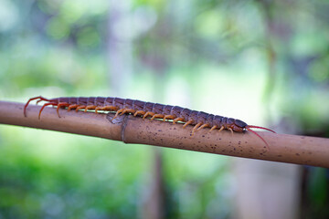 Centipede is a poisonous animal. It has many legs.