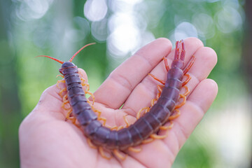 Centipede is a poisonous animal. It has many legs.