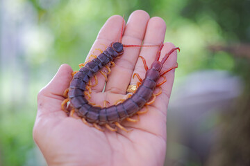 Centipede is a poisonous animal. It has many legs.