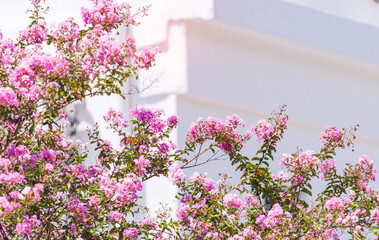 crepe myrtle flowers in garden