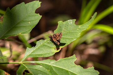 Moment of reflection between me and the butterfly, between the butterfly and life.