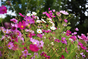 flowers in the square pink colors