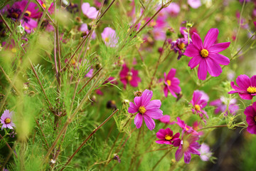 Fototapeta premium flowers in the square colors