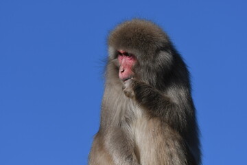 ニホンザル