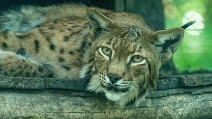 katze, tier, luchs, wild, natur, säugetier, tiger, wild lebende tiere